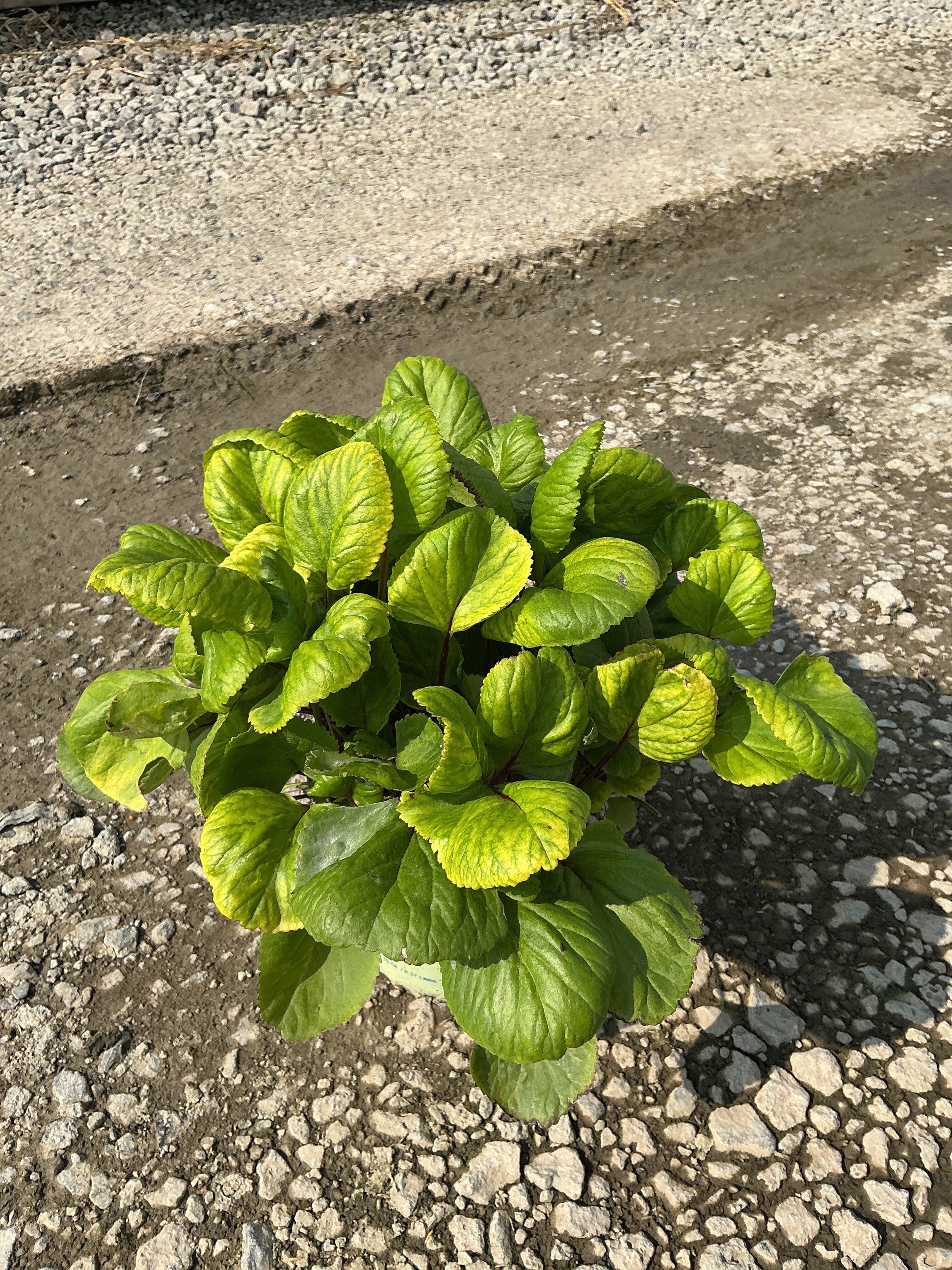 Packera aurea
