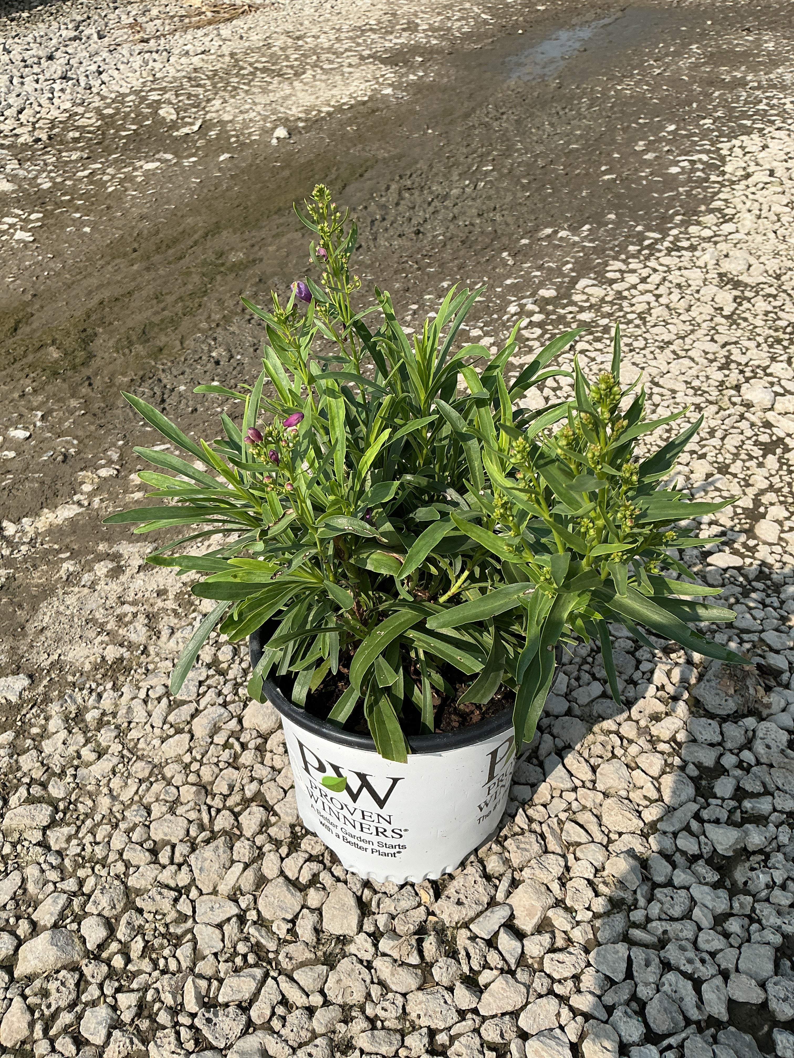 Penstemon barbatus 'Dark Amethyst'