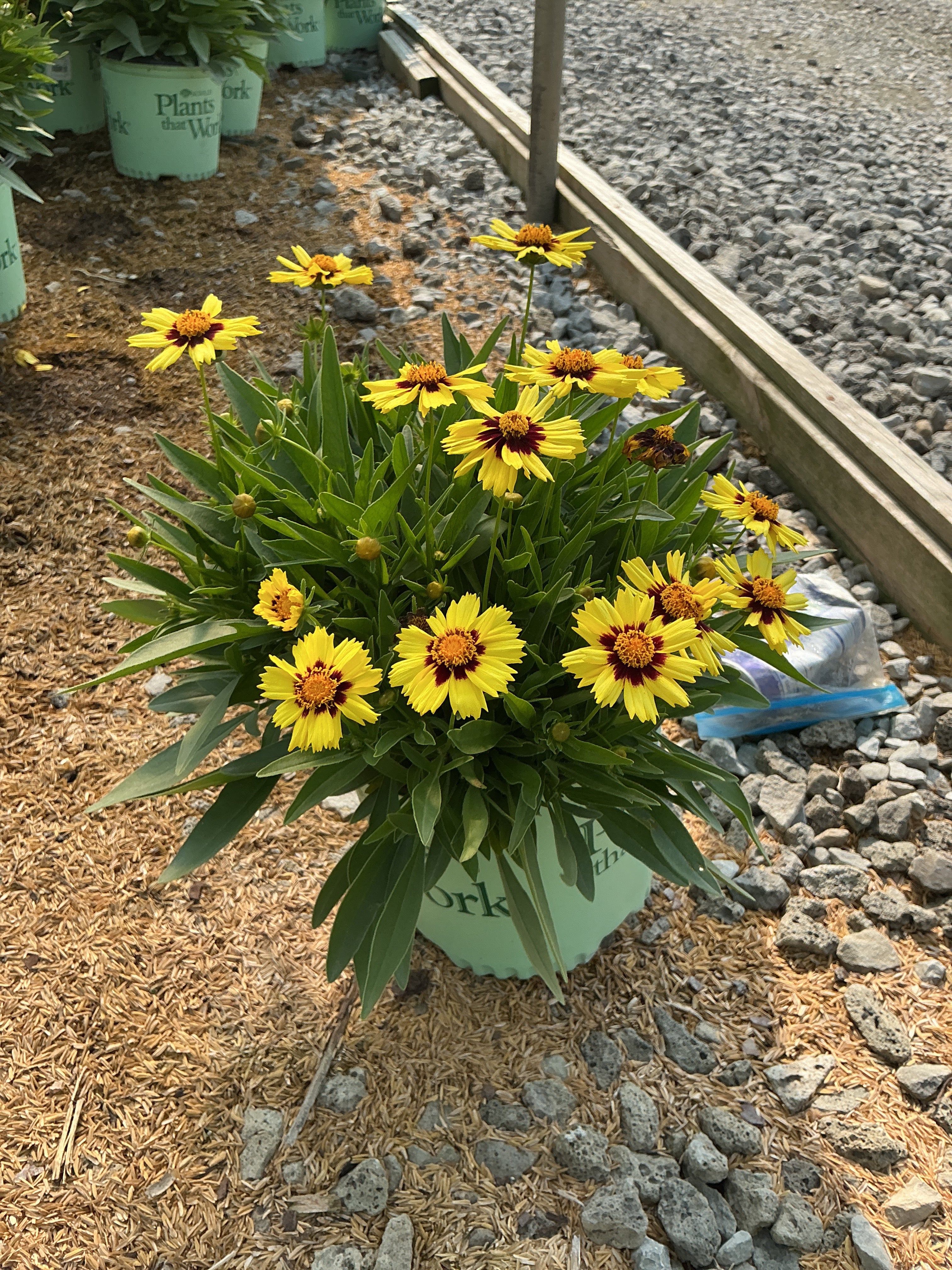 Coreopsis '‘Baluptowed’'