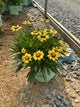 Coreopsis '‘Baluptowed’'
