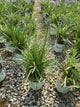 Liatris spicata