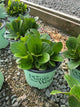 Bergenia 'Early Brilliance Magenta'