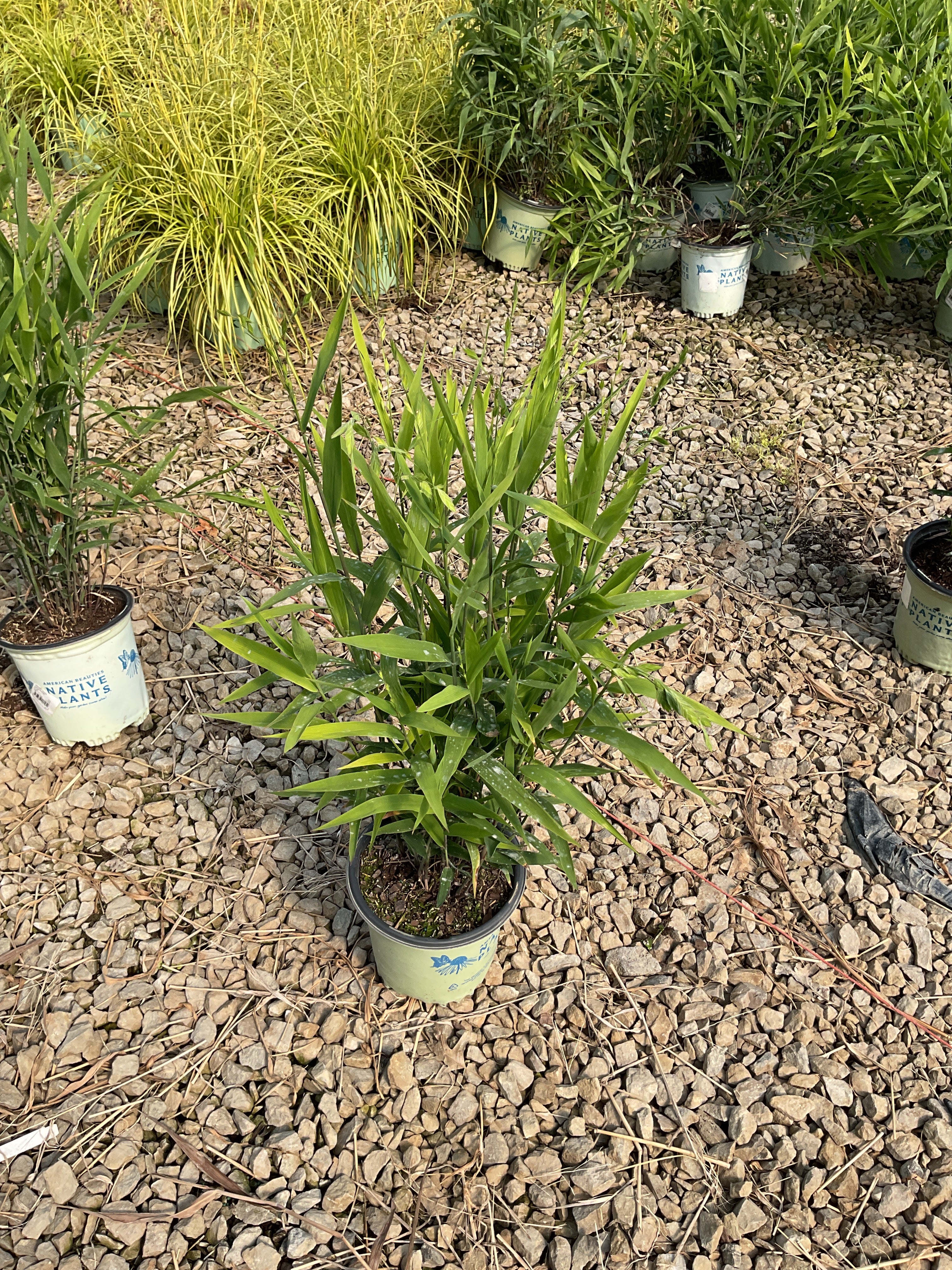 Chasmanthium latifolium 'Chas. Latifolium'