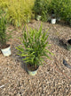 Chasmanthium latifolium 'Chas. Latifolium'