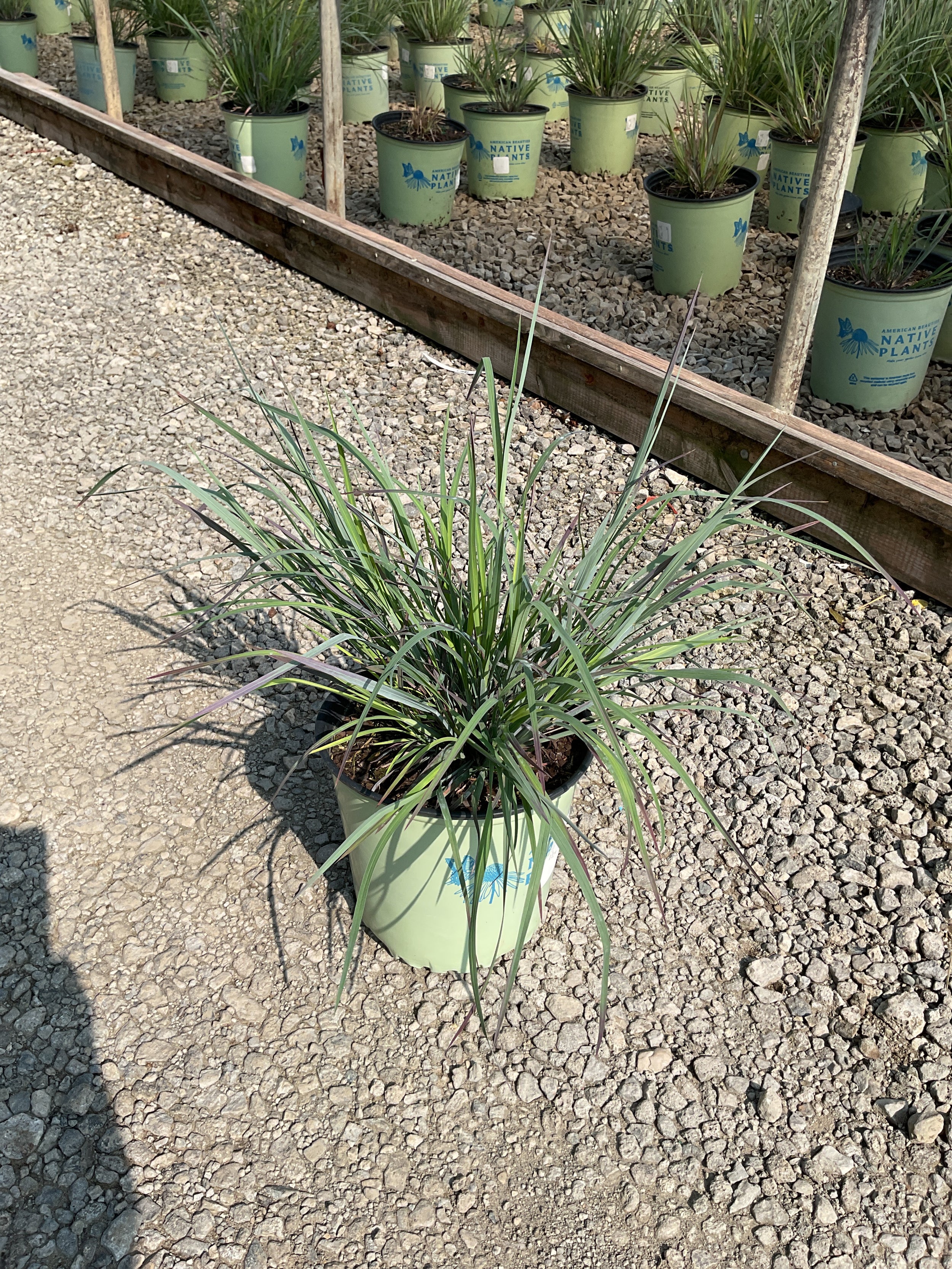 Schizachyrium 'Stand. Ovation'