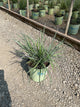 Schizachyrium 'Stand. Ovation'