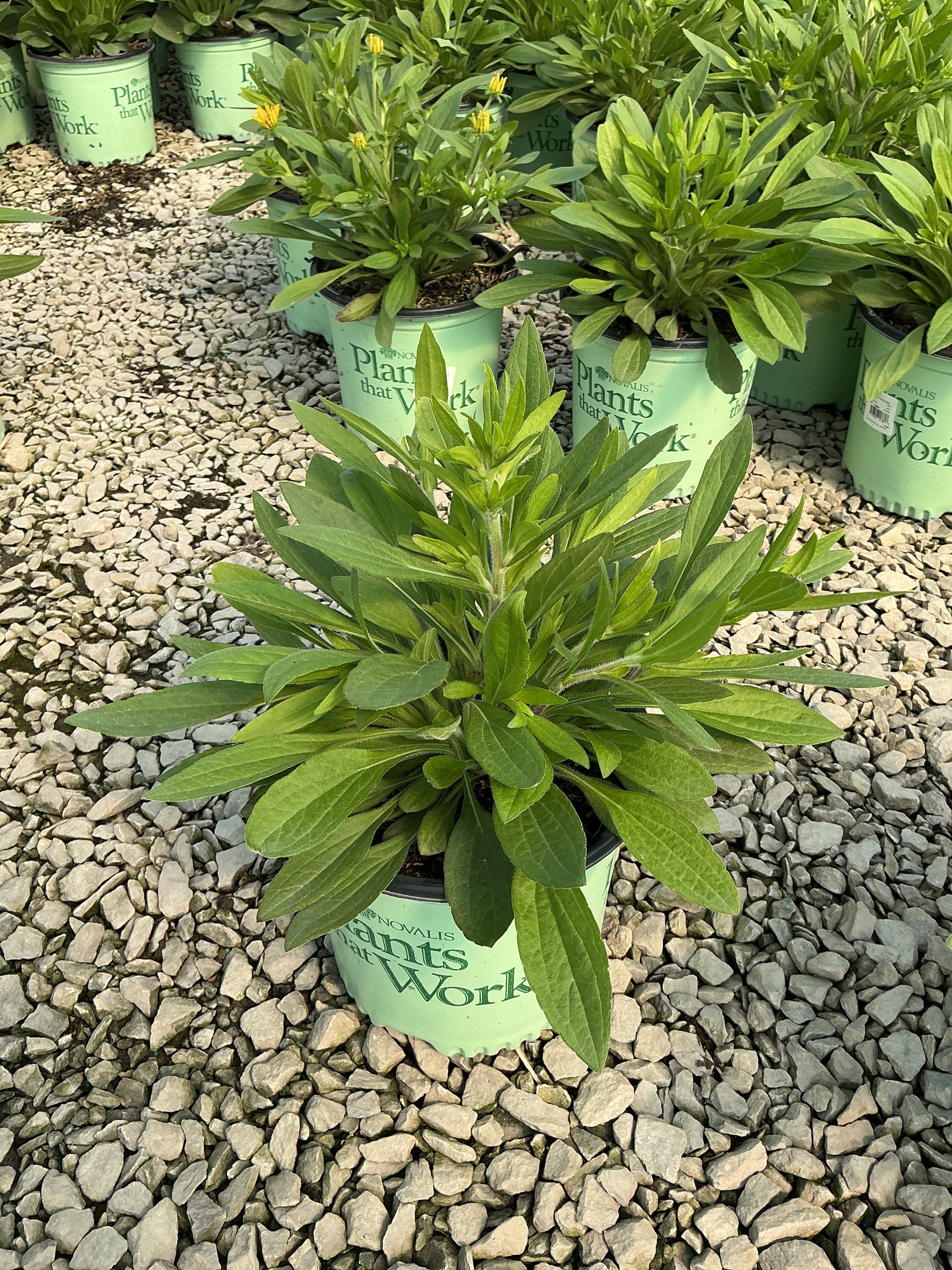 Rudbeckia x 'American Gold Rush'