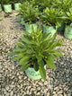 Rudbeckia x 'American Gold Rush'