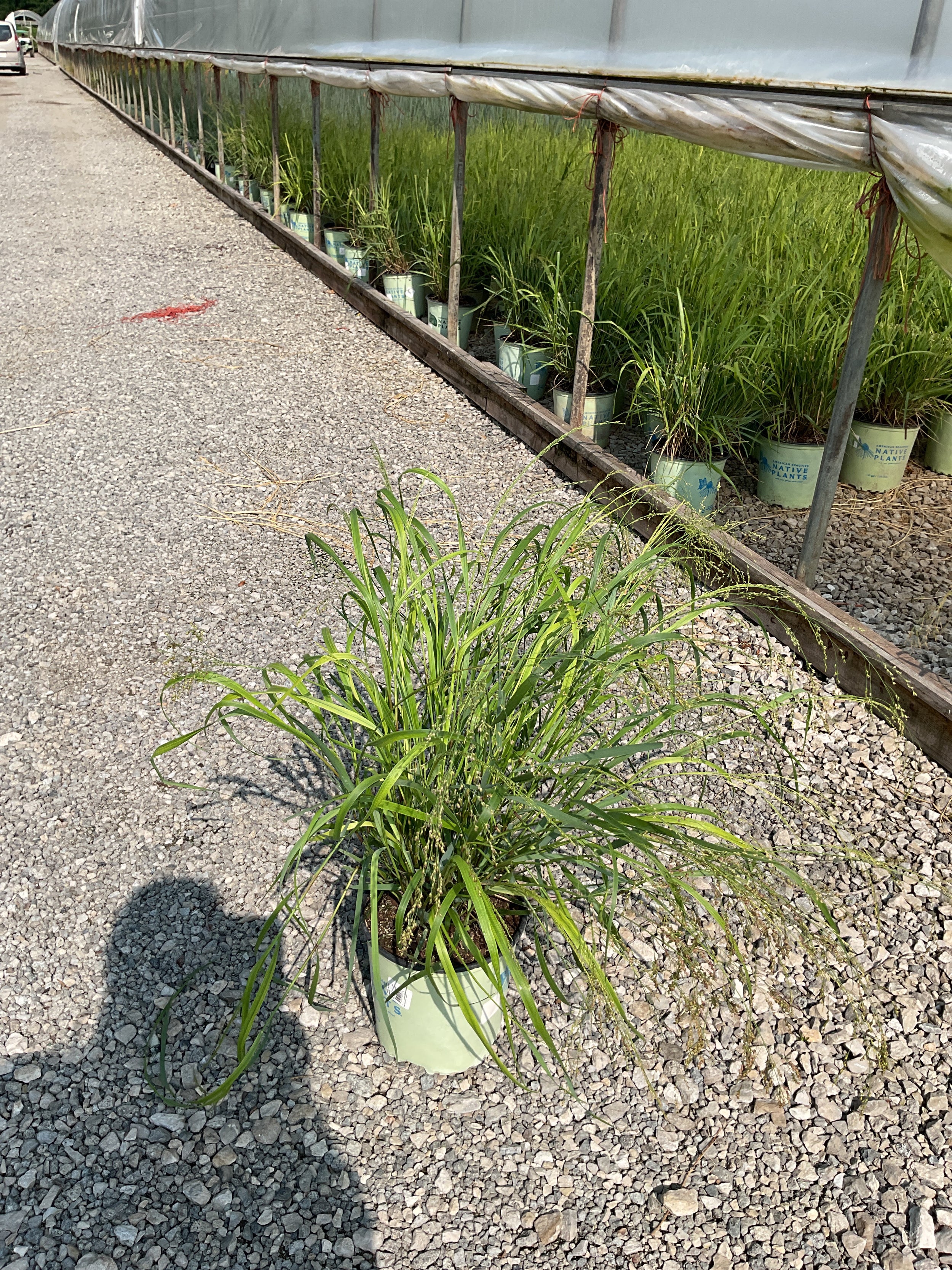 Panicum 'Pa Cape Breeze'