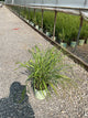 Panicum 'Pa Cape Breeze'