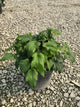 Anemone 'Curtain Call Pink'