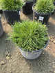 Armeria maritima 'Splendens'