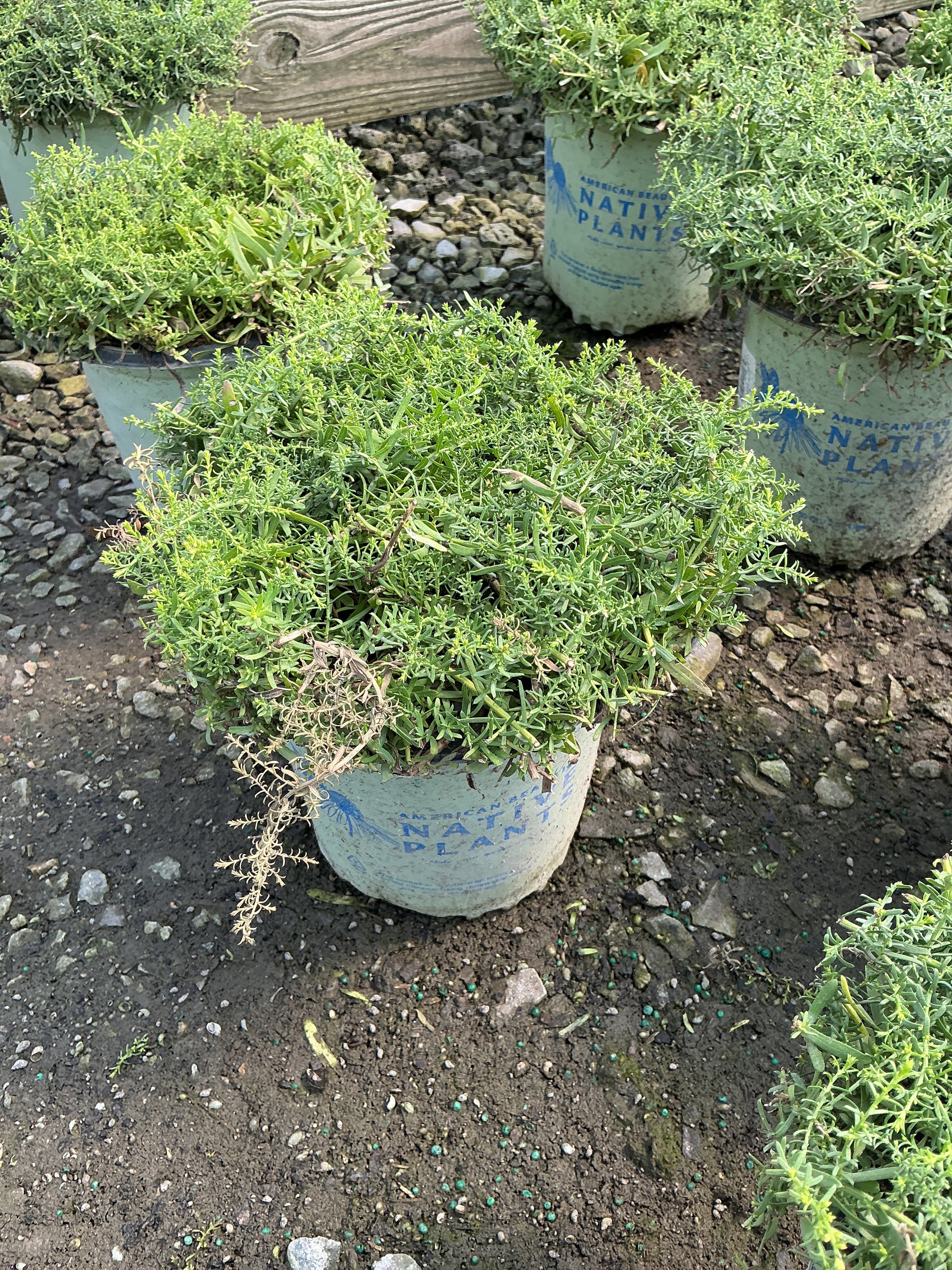 Aster ericoides 'Snow Flurry'