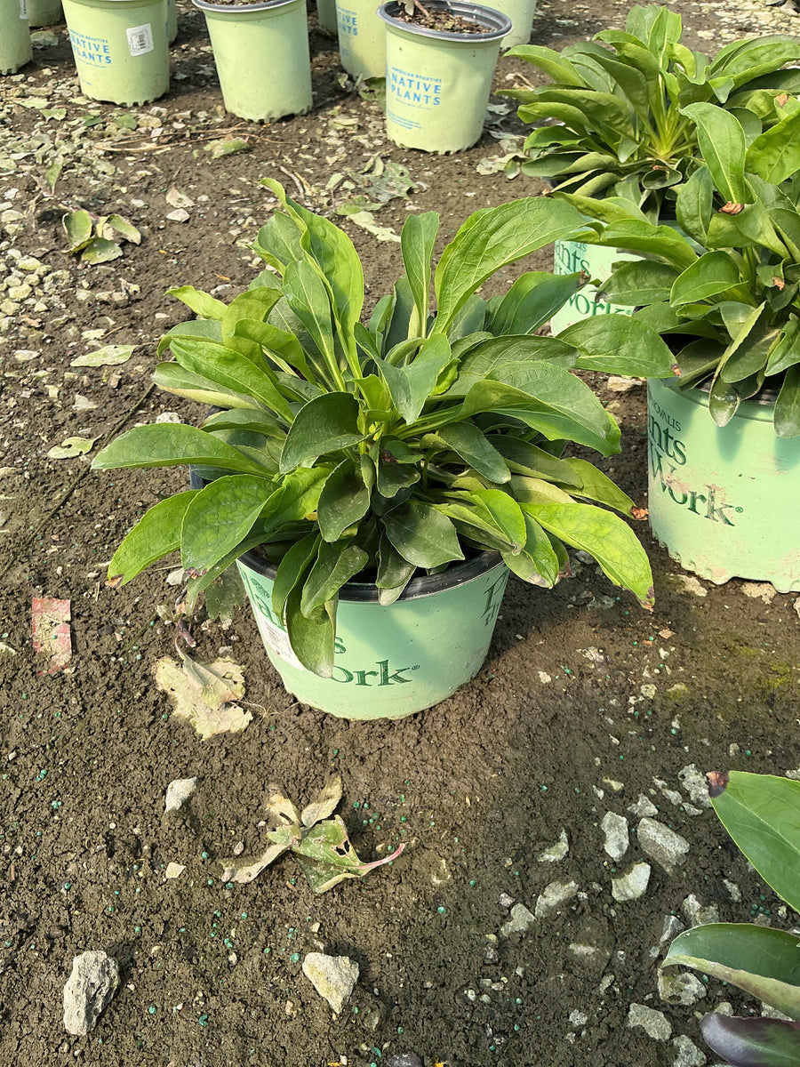 Penstemon dakota 'Verde' â€” 19CM PTW