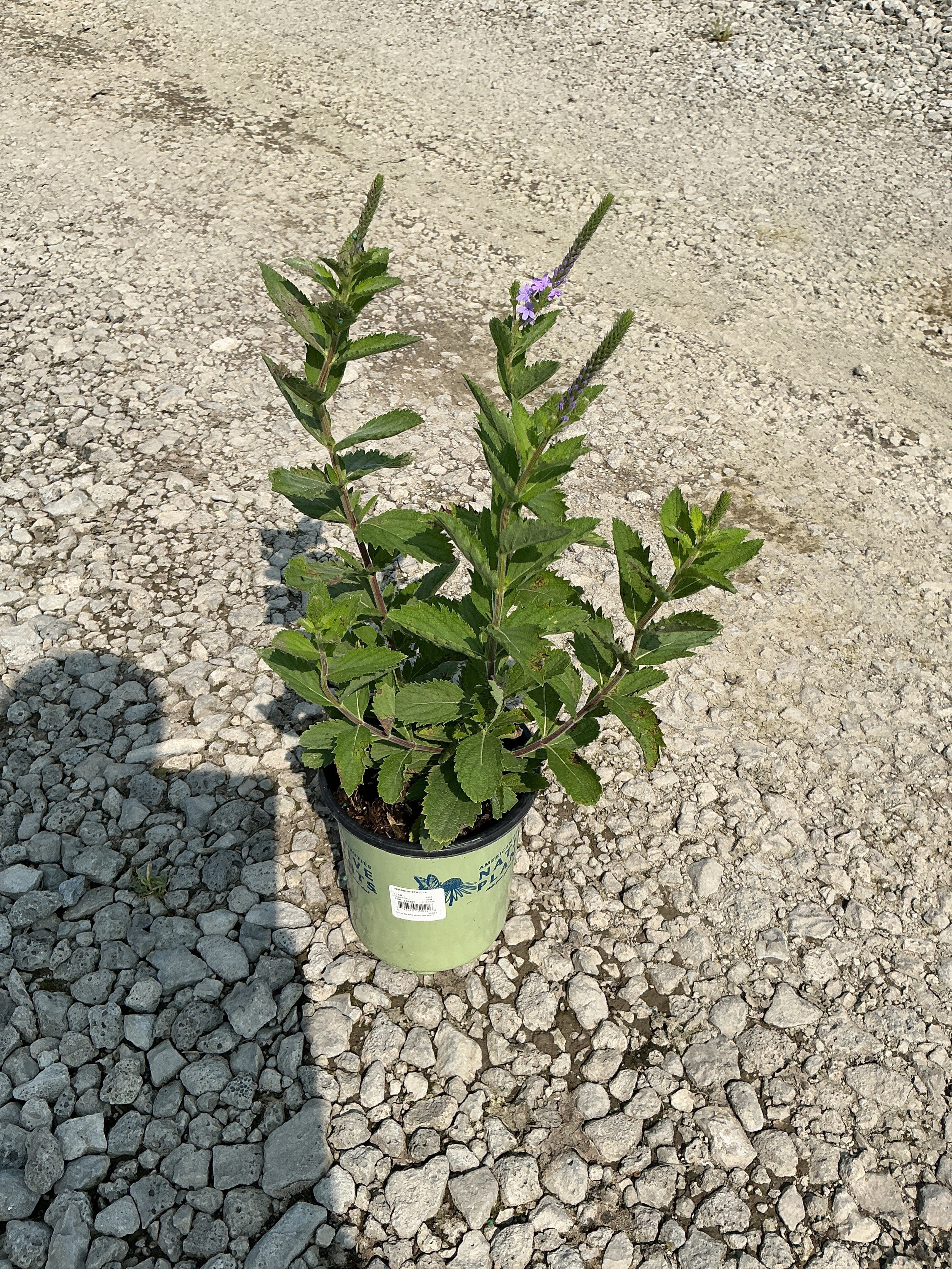 Verbena stricta