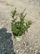Verbena stricta