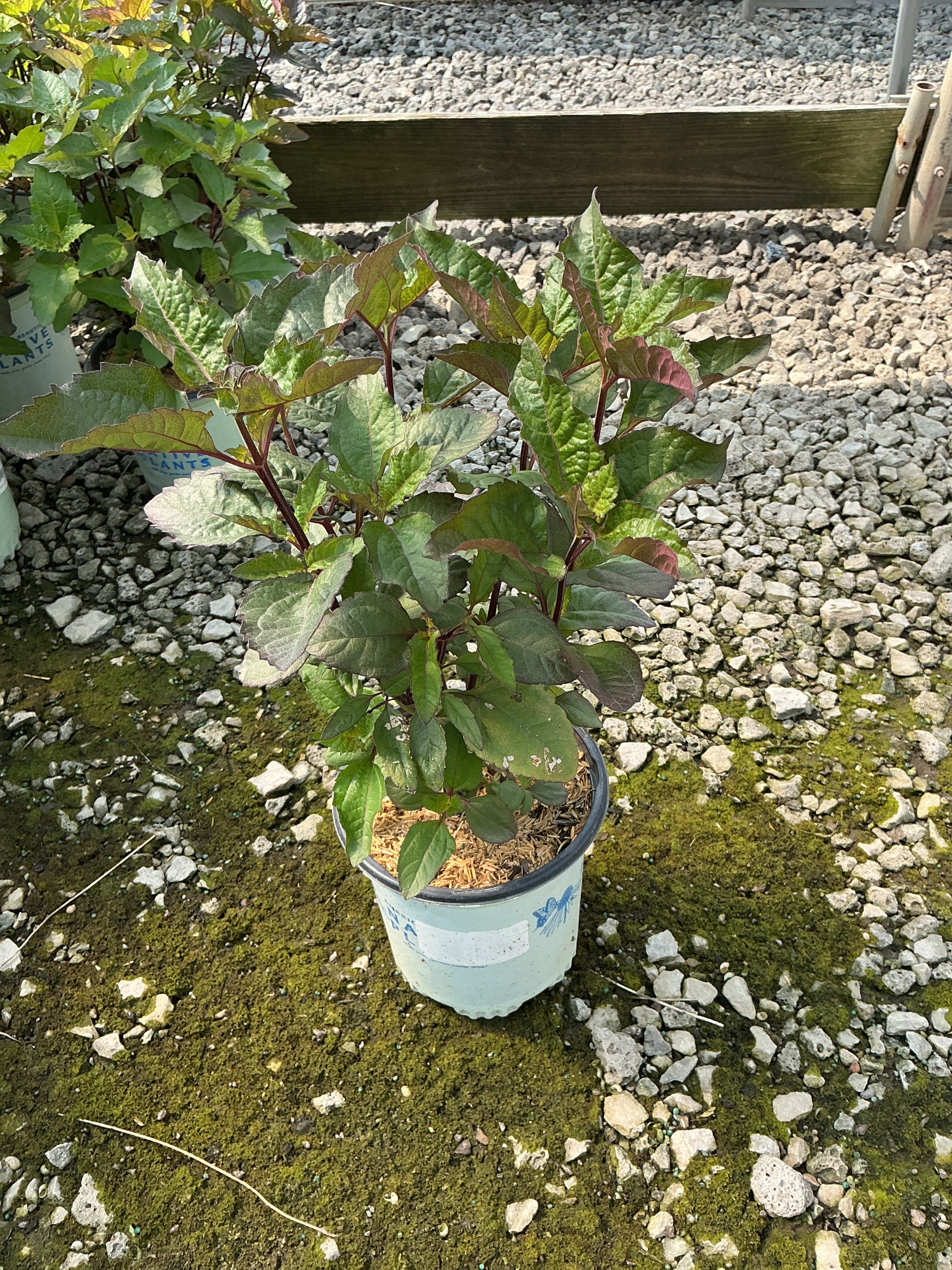 Heliopsis helianthoides 'Bleeding Hearts'