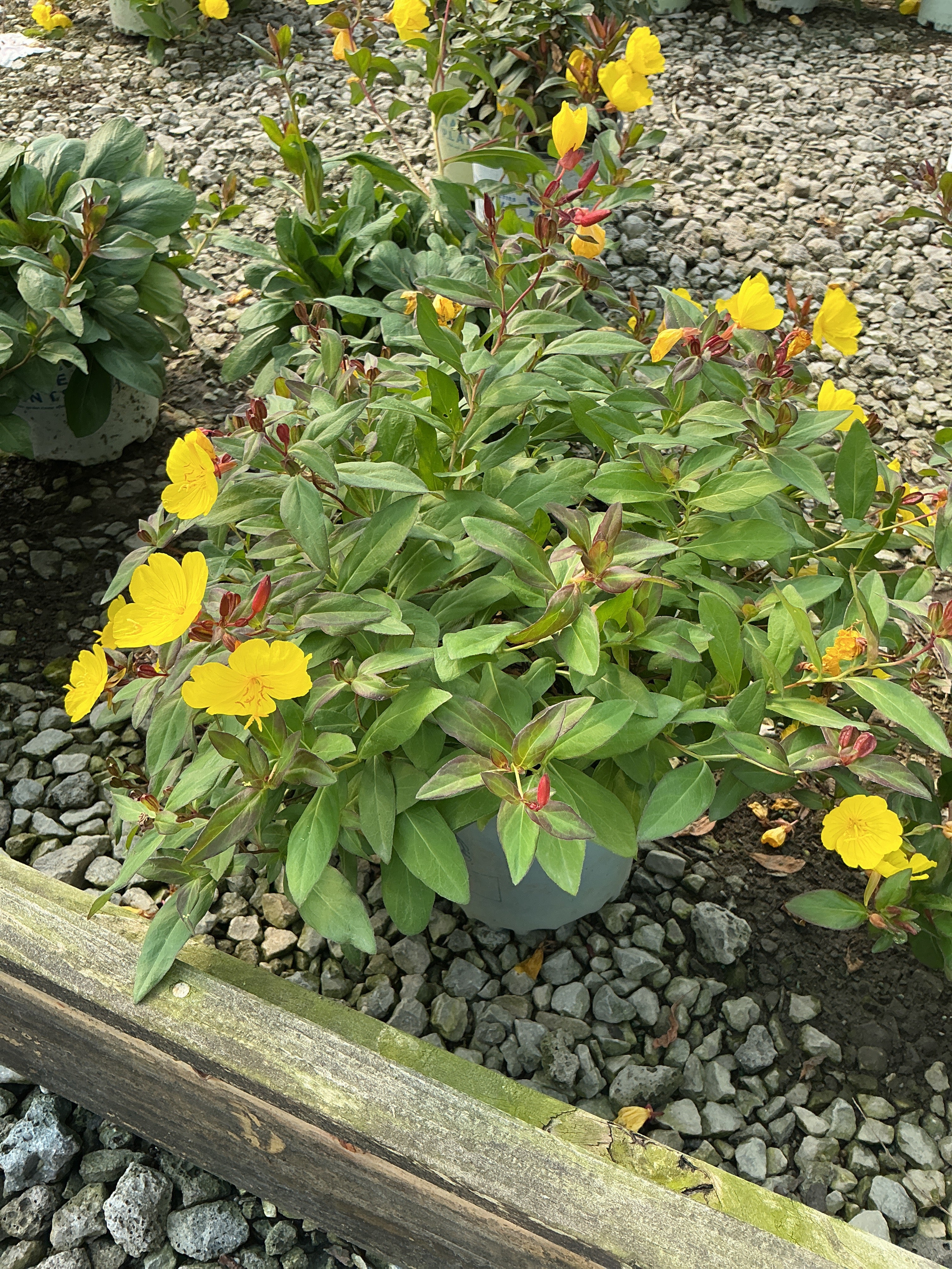 Oenothera fireworks