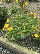Oenothera fireworks