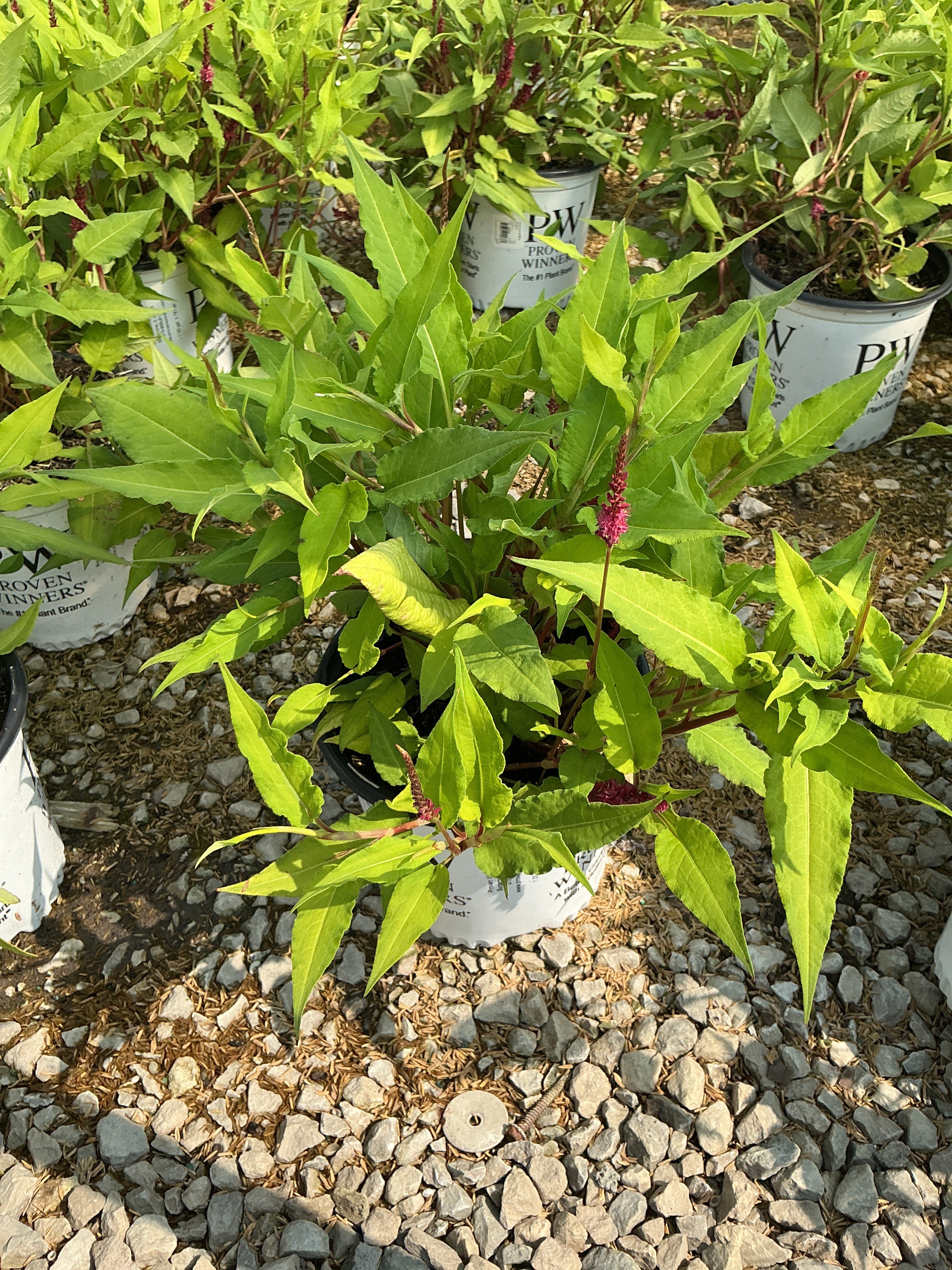 Persicaria amplexicaulis 'Glowing Reviews