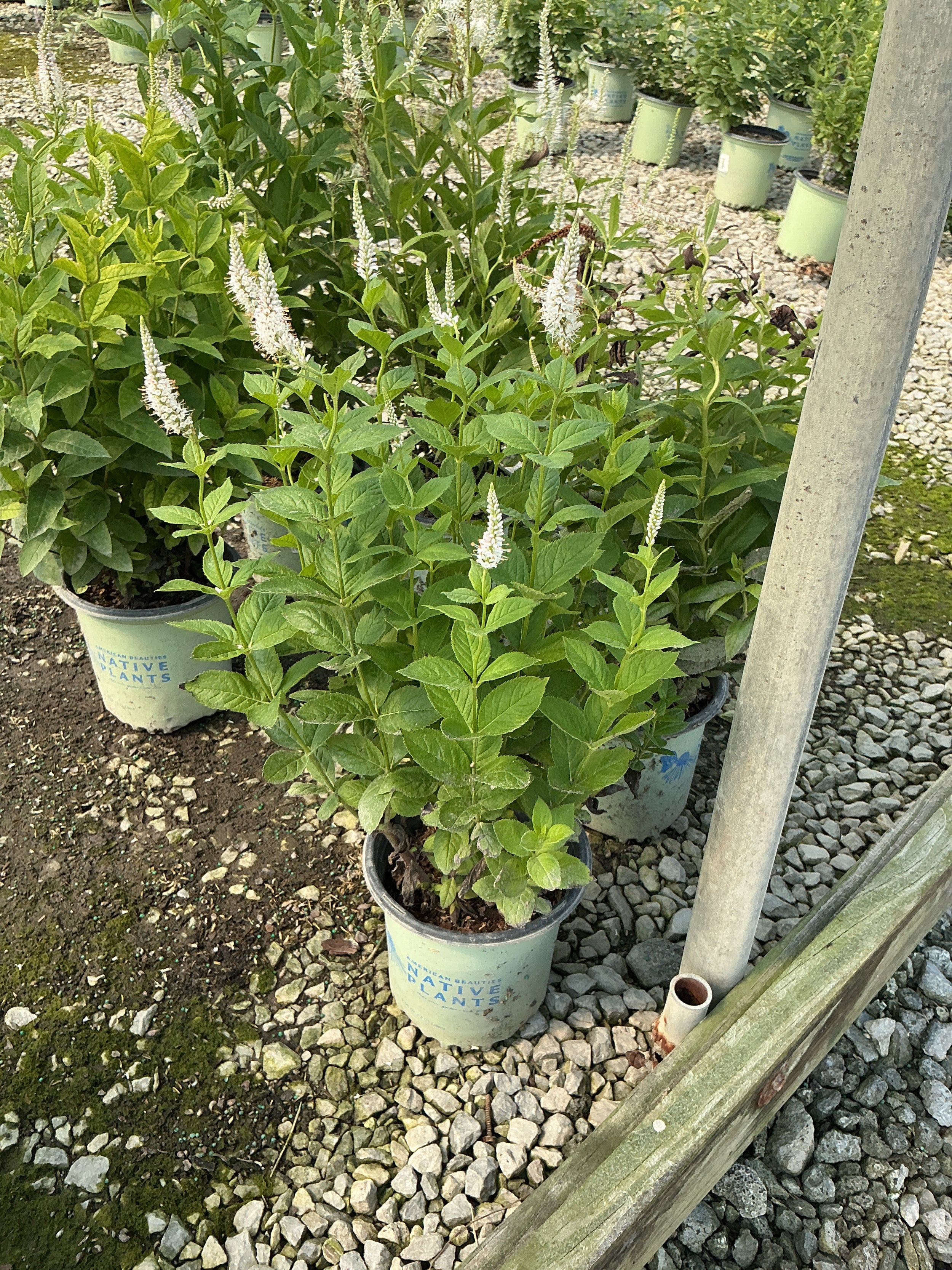 Veronicastrum virginicum