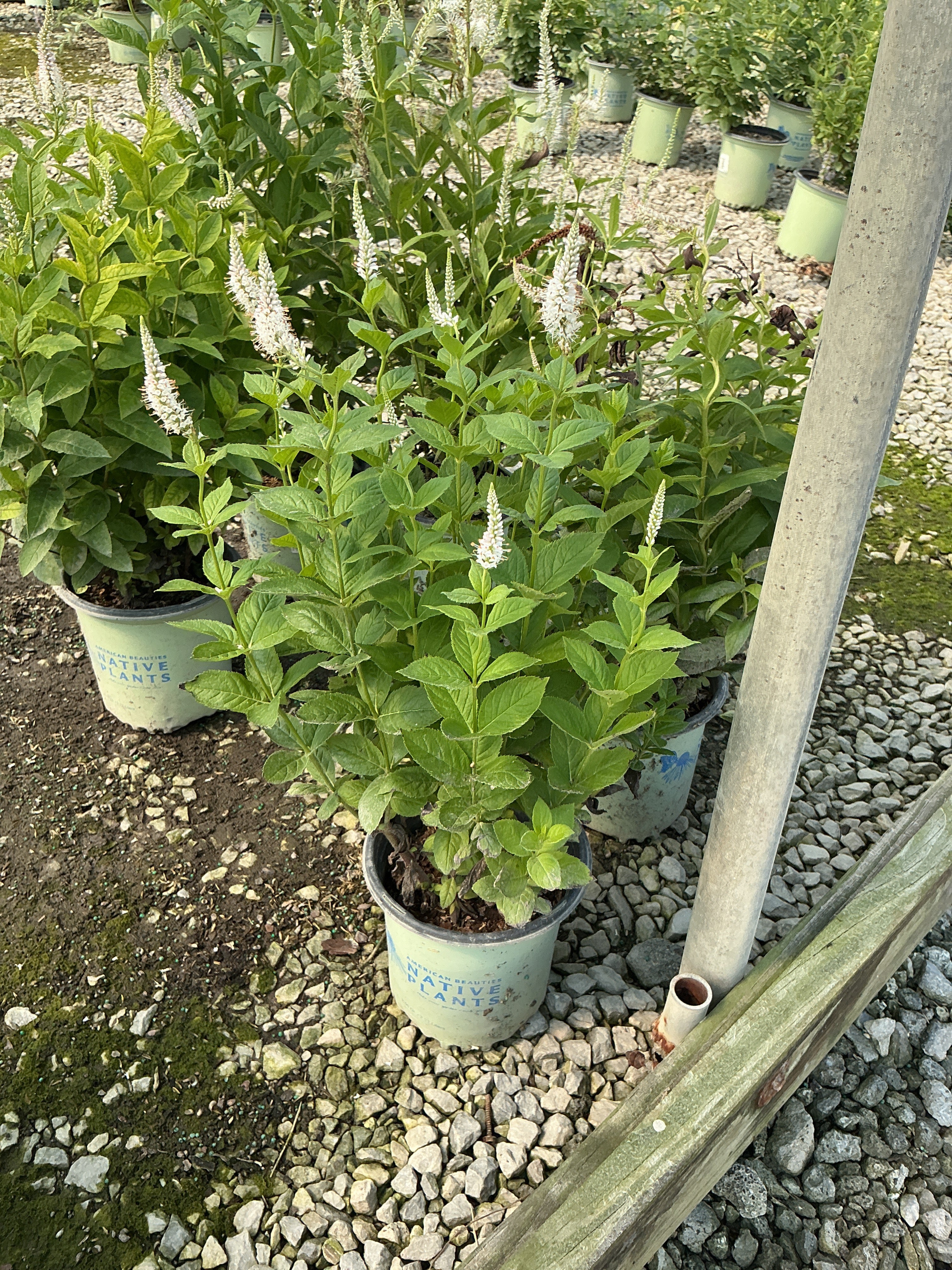 Veronicastrum virginicum