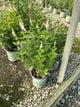 Veronicastrum virginicum