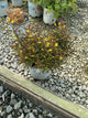Lysimachia L 'Burundy Mist'