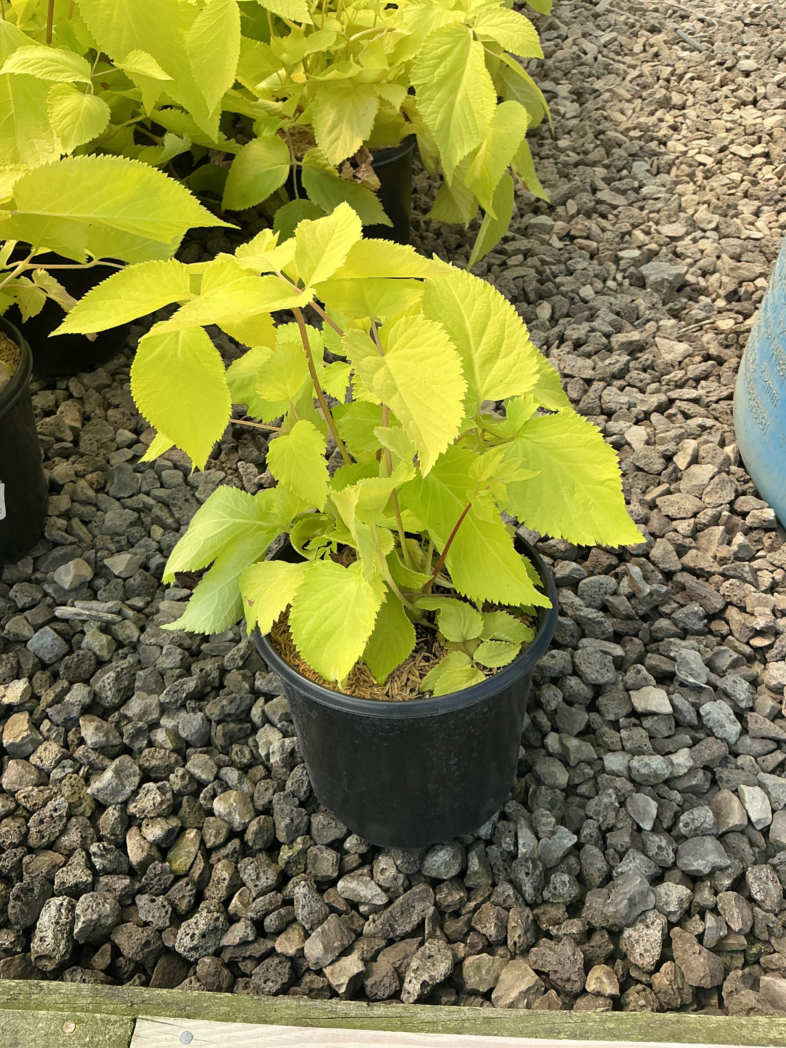 Aralia cordata 'Sun King'