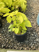 Aralia cordata 'Sun King'