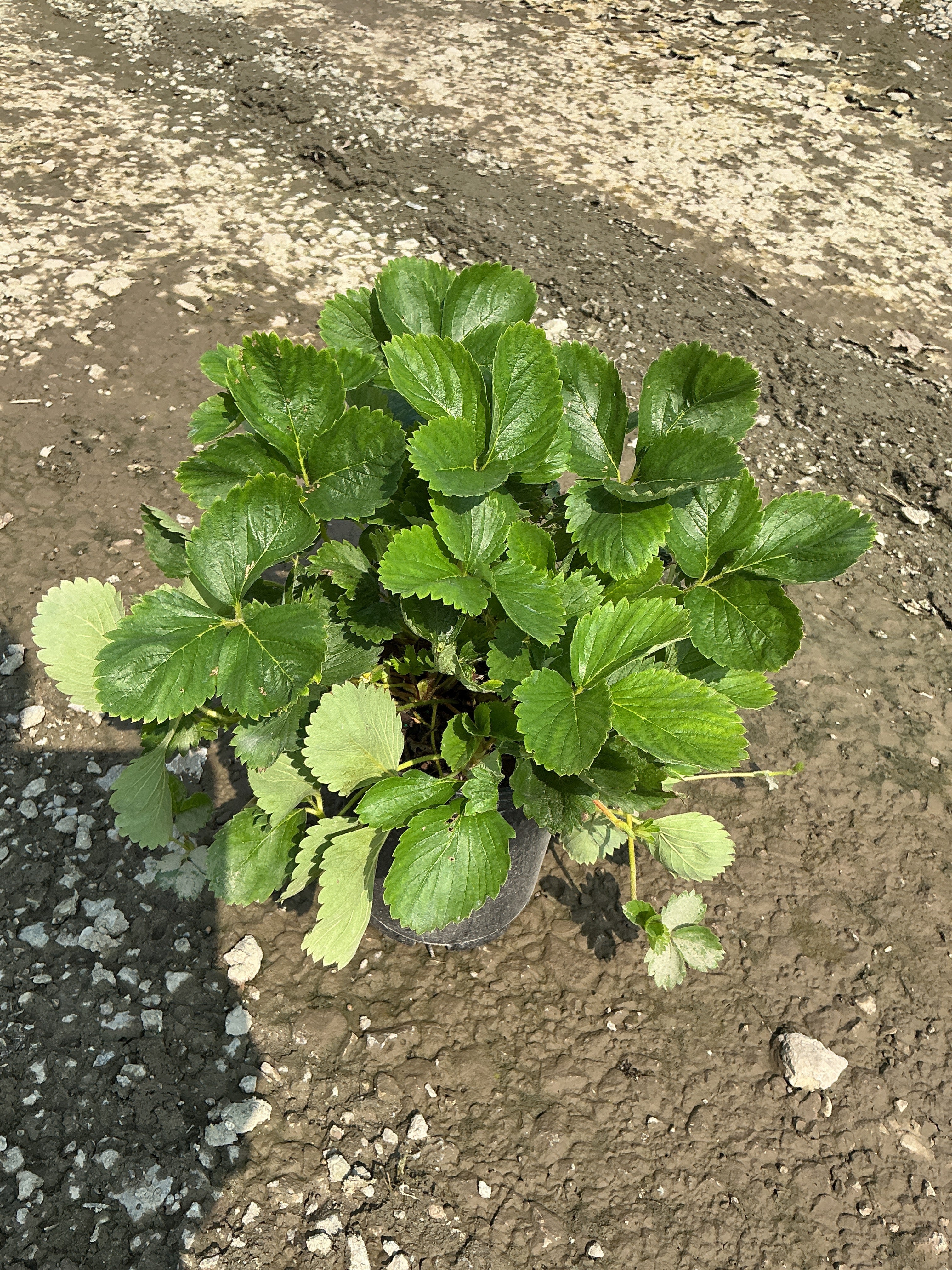 Fragaria ozark 'Beauty'
