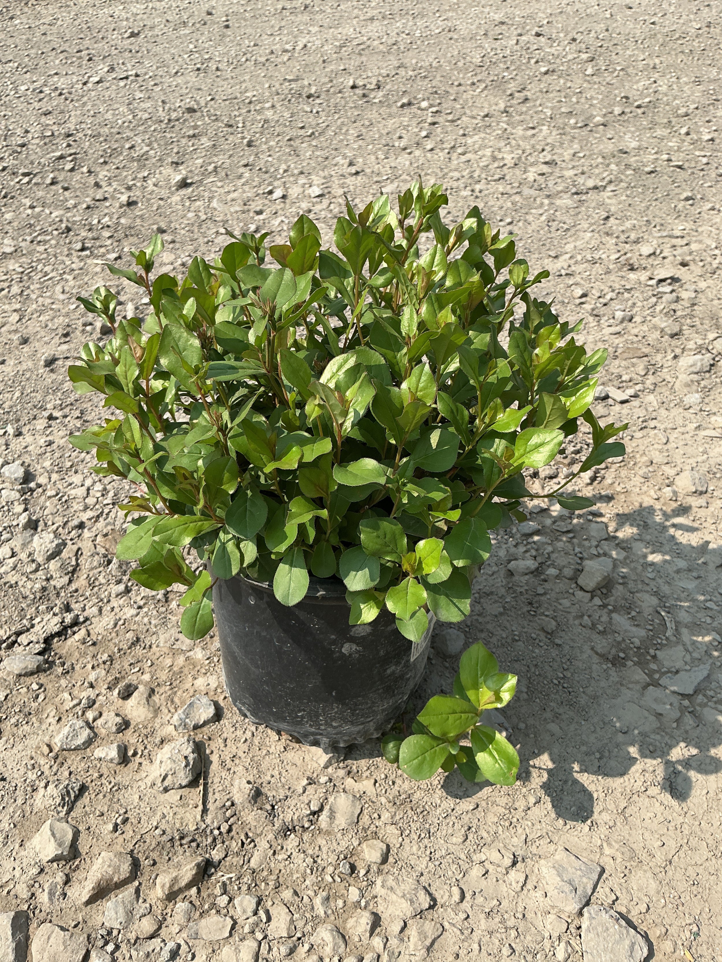 Ceratostigma plumbaginoides