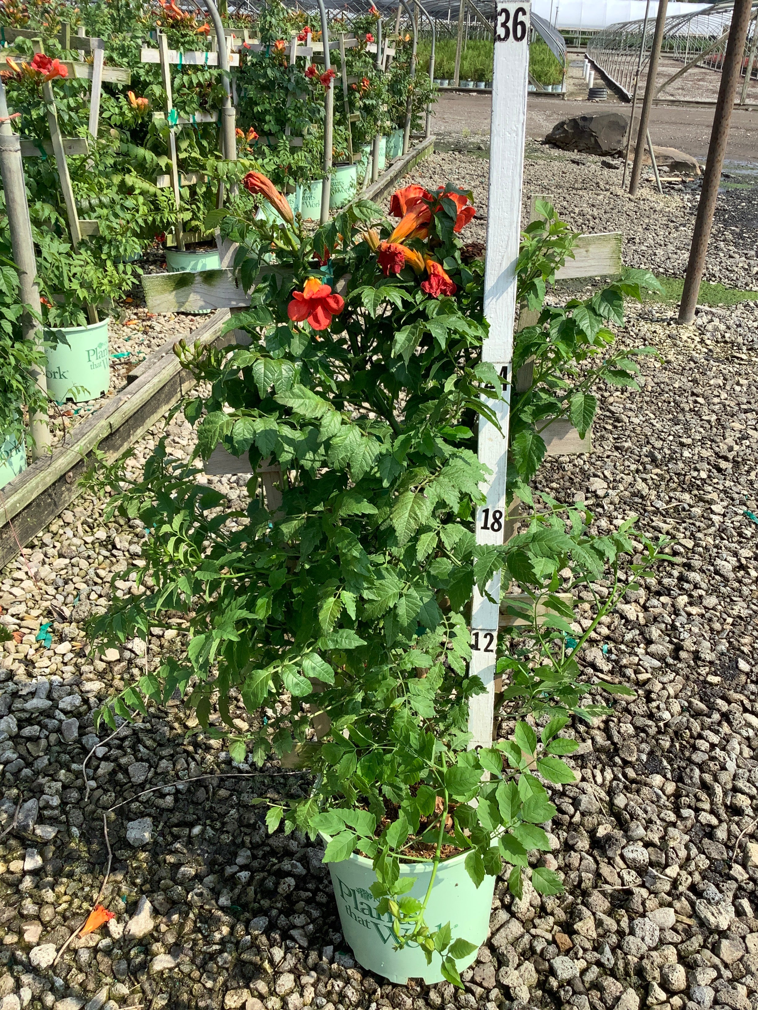 Campsis 'Summer Takaruzuka Fresa'