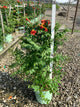 Campsis 'Summer Takaruzuka Fresa'