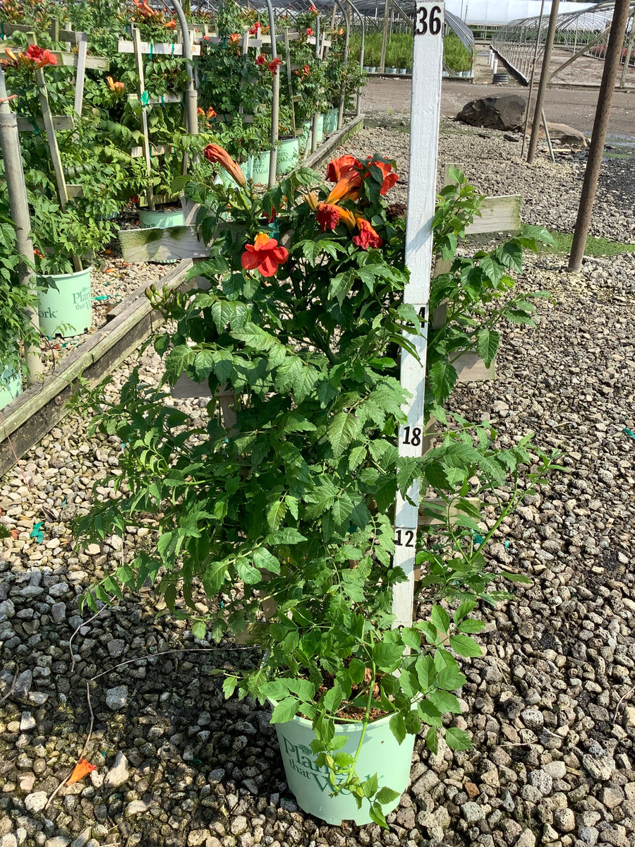 Campsis 'Summer Takaruzuka Fresa' â€” G2 PTW