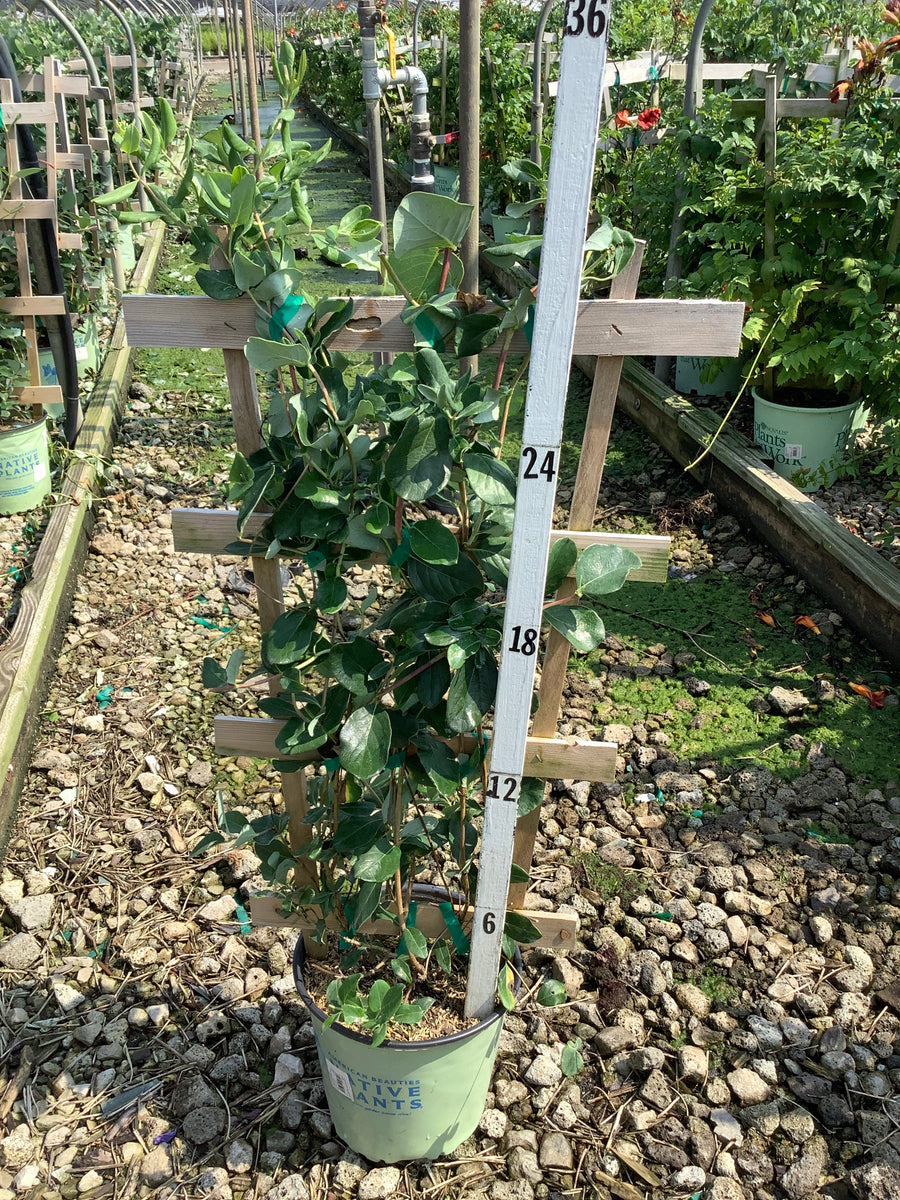 Lonicera sempervirens 'Major Wheeler' â€” G2 AB