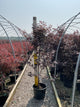 Acer palmatum 'Emperor l'