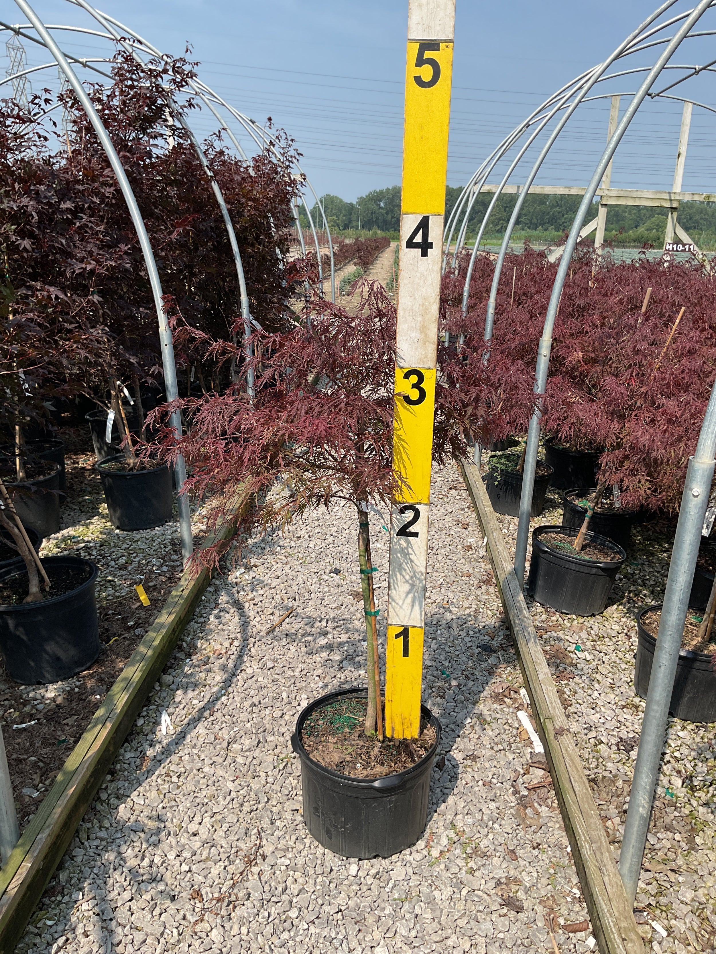 Acer palmatum var. dissectum 'Red Dragon'
