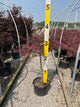 Acer palmatum var. dissectum 'Red Dragon'