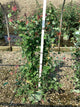 Lonicera x 'Celestial'
