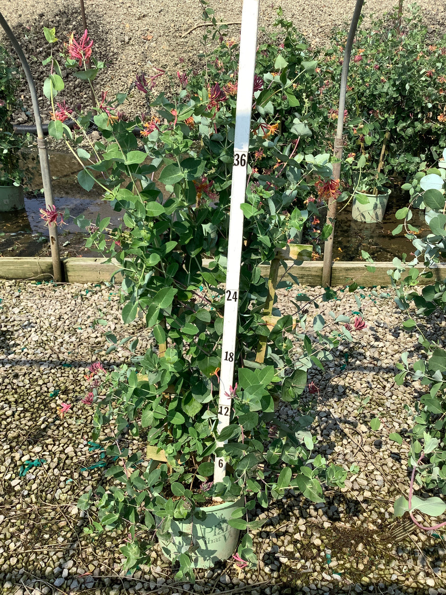 Lonicera x 'Celestial' â€” G3 PTW TRELLIS