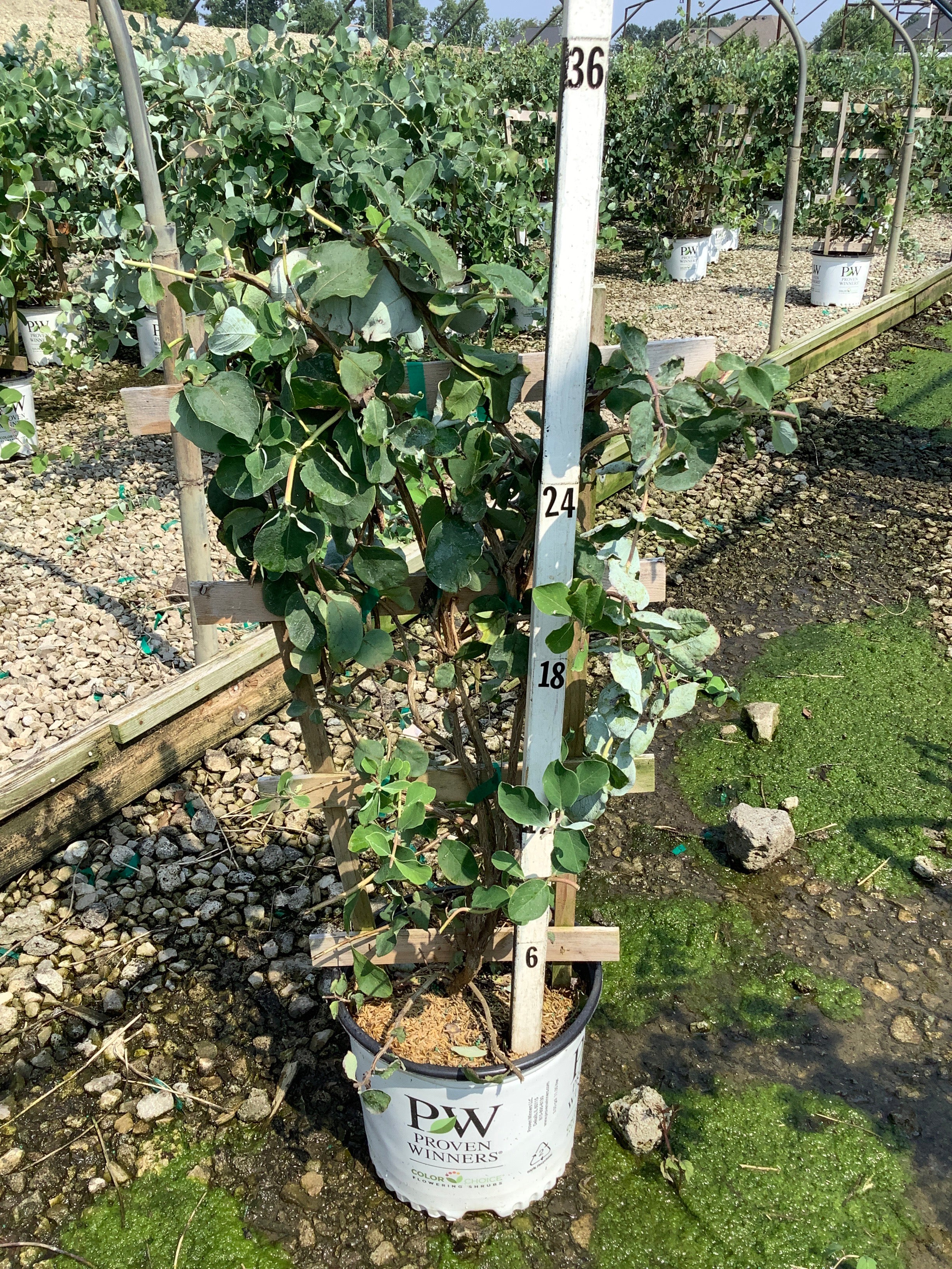 Lonicera reticulata Kintzley's Ghost