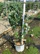 Lonicera reticulata Kintzley's Ghost
