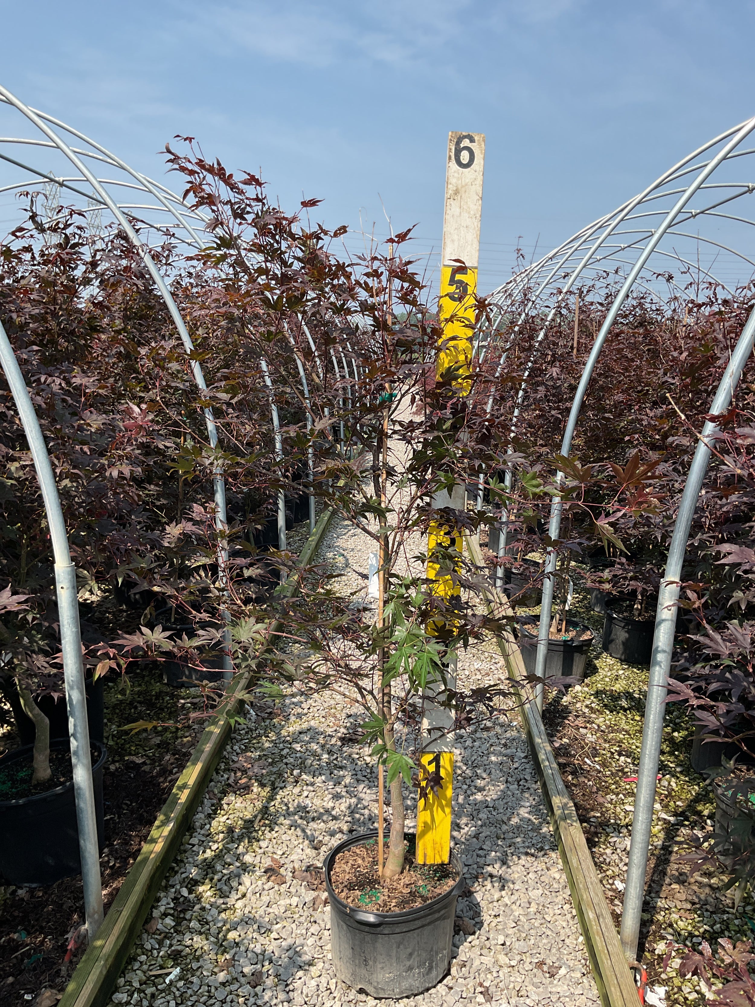 Acer palmatum 'Emperor l'