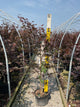 Acer palmatum 'Emperor l'