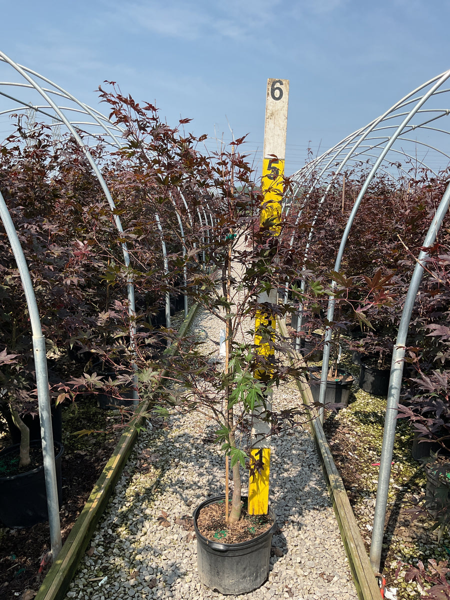 Acer palmatum 'Emperor l' â€” G5 72