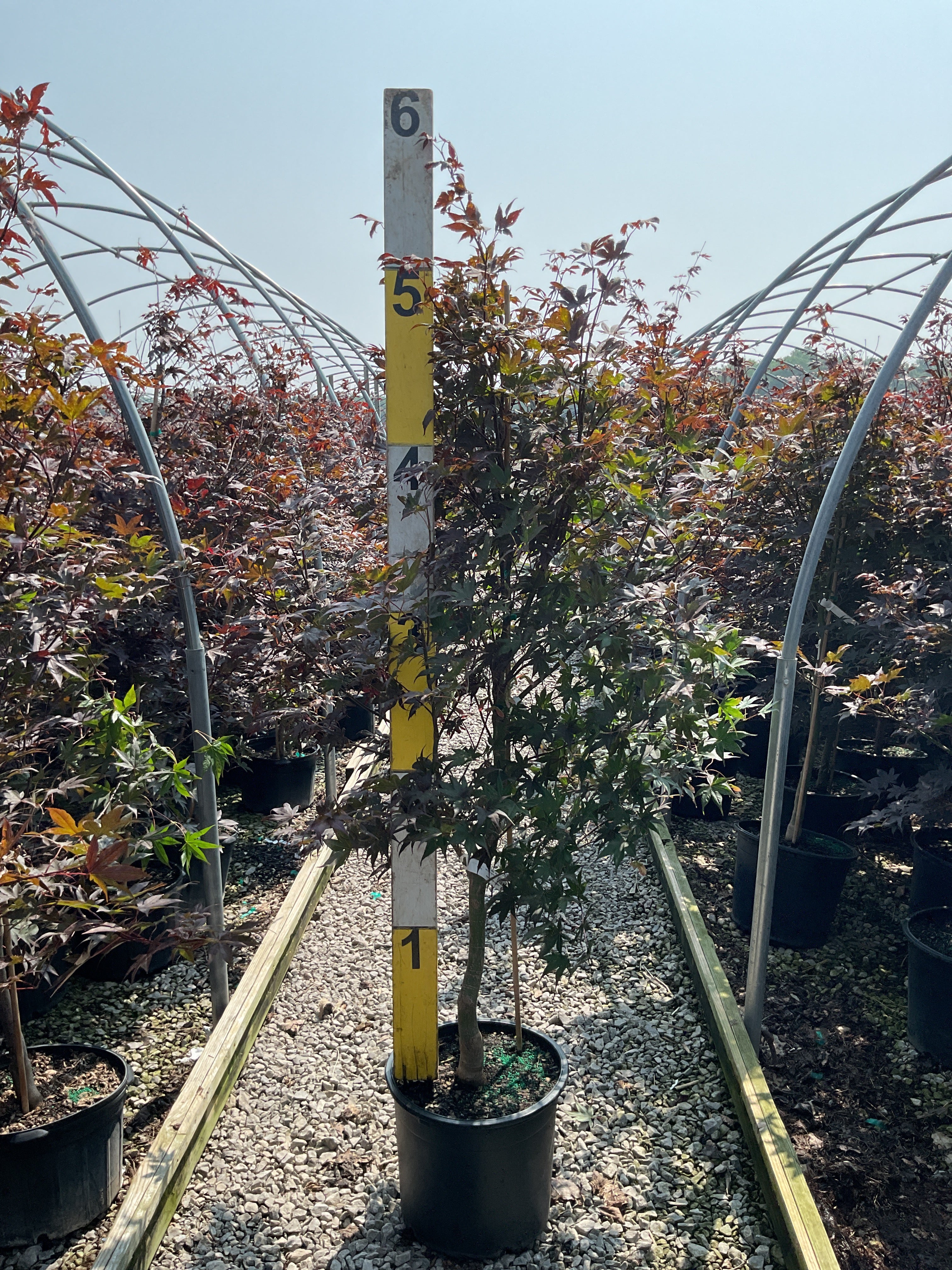 Acer palmatum 'Bloodgood'