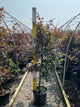 Acer palmatum 'Bloodgood'