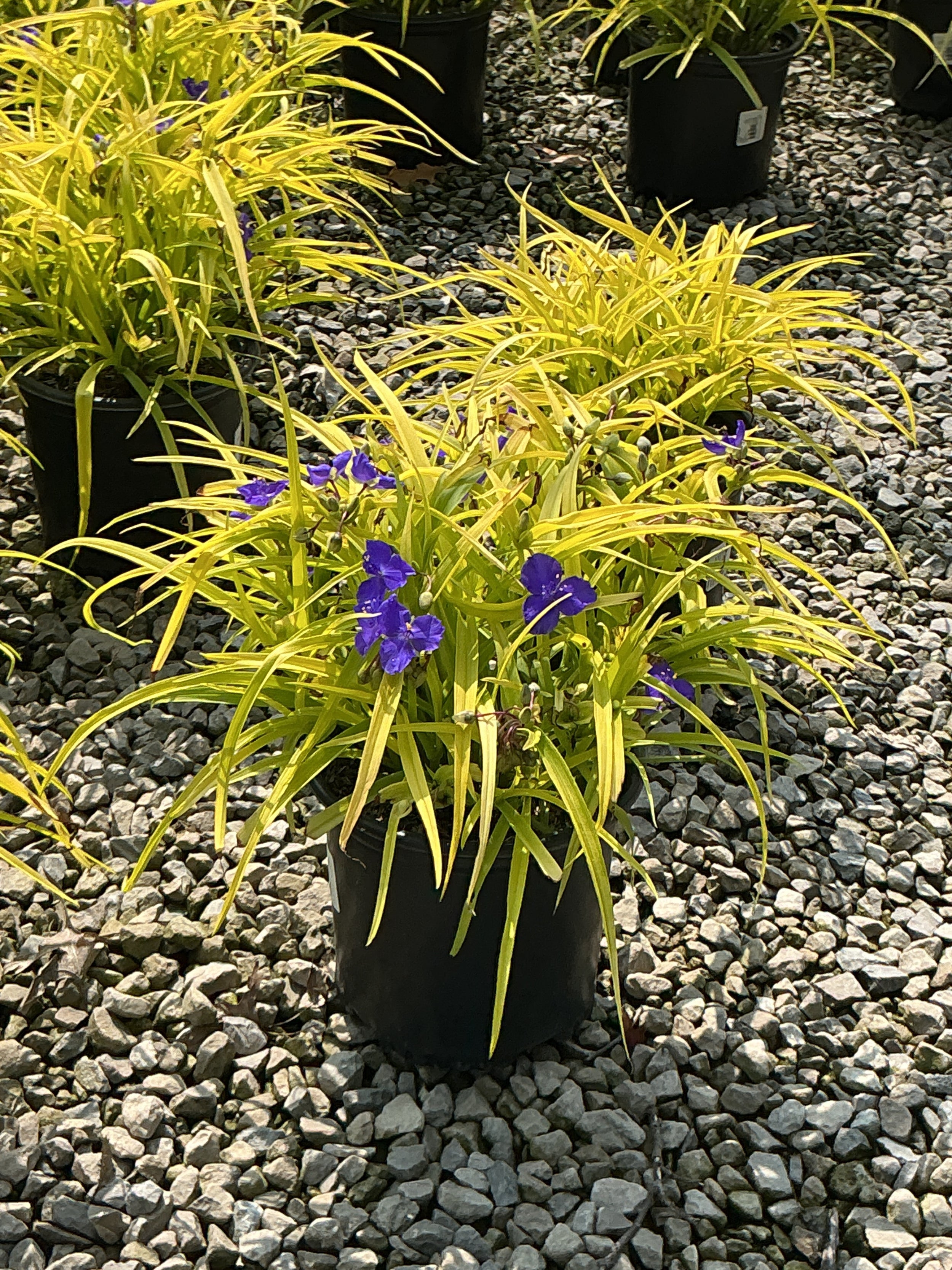 Tradescantia x andersoniana 'Sweet Kate'