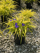 Tradescantia x andersoniana 'Sweet Kate'